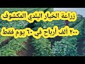 زراعة الخيار البلدي المكشوف و ٢٠٠ ألف أرباح في ٦٠ يوم فقط