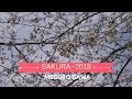 Fioriture dei ciliegi🌸Giappone SAKURA 2018