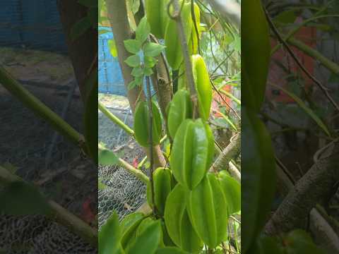 Loads of starfruit - 3 year old tree plant a tree today