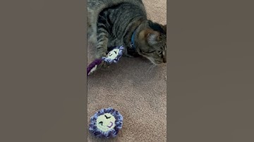 Catnip cat toys 🐱💜 2023