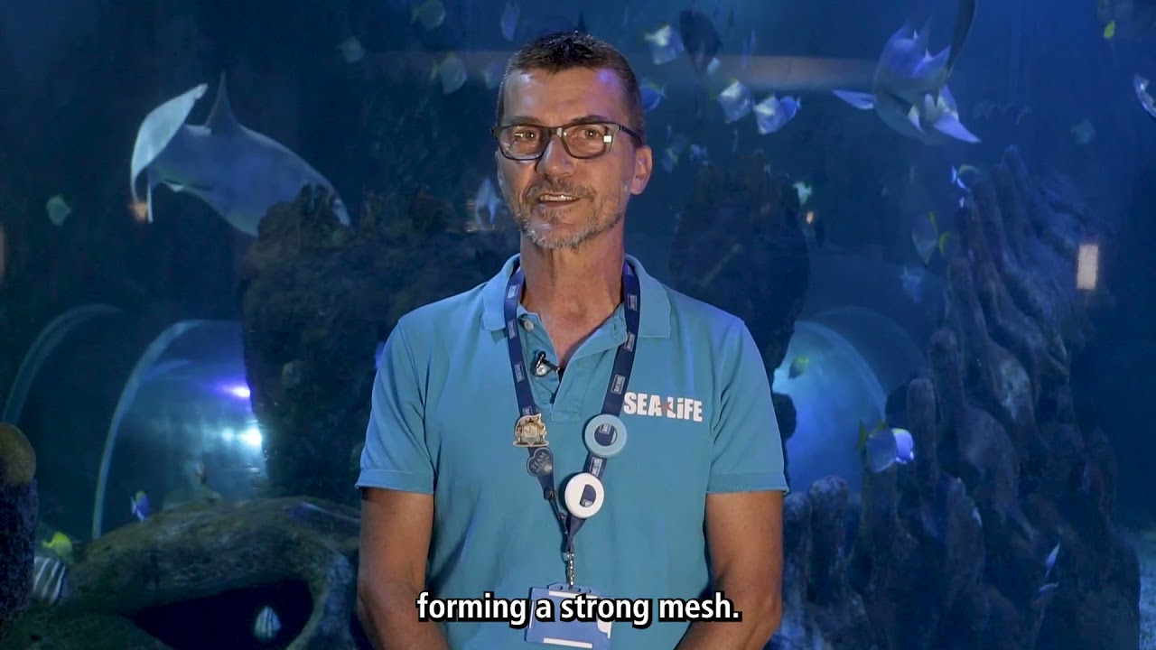 SEA LOVERS | Sharks, the balance of life in the seas