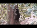 Procyon lotor: Raccoons at Alternativer Bärenpark, Worbis (Germany)