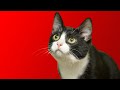Maullidos para ATRAER Gatos (Sonidos de Miau para Atraer Gatos). Los gatitos maúllan suenan fuertes.