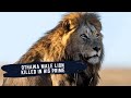 THE RISE AND FALL OF THE OTHAWA MALE LION NGUVU - OTHAWA MALE LION DOCUMENTARY