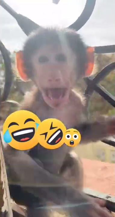 monyet kaget lucu banget