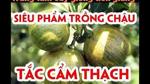 Cây trồng phong thủy Trưng tết _ TẮC CẨM THẠCH 100K/Cây Đang Trái