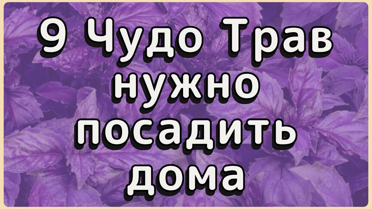 ТОП 9 трав для здоровья пожилых можно вырастить на подоконнике.