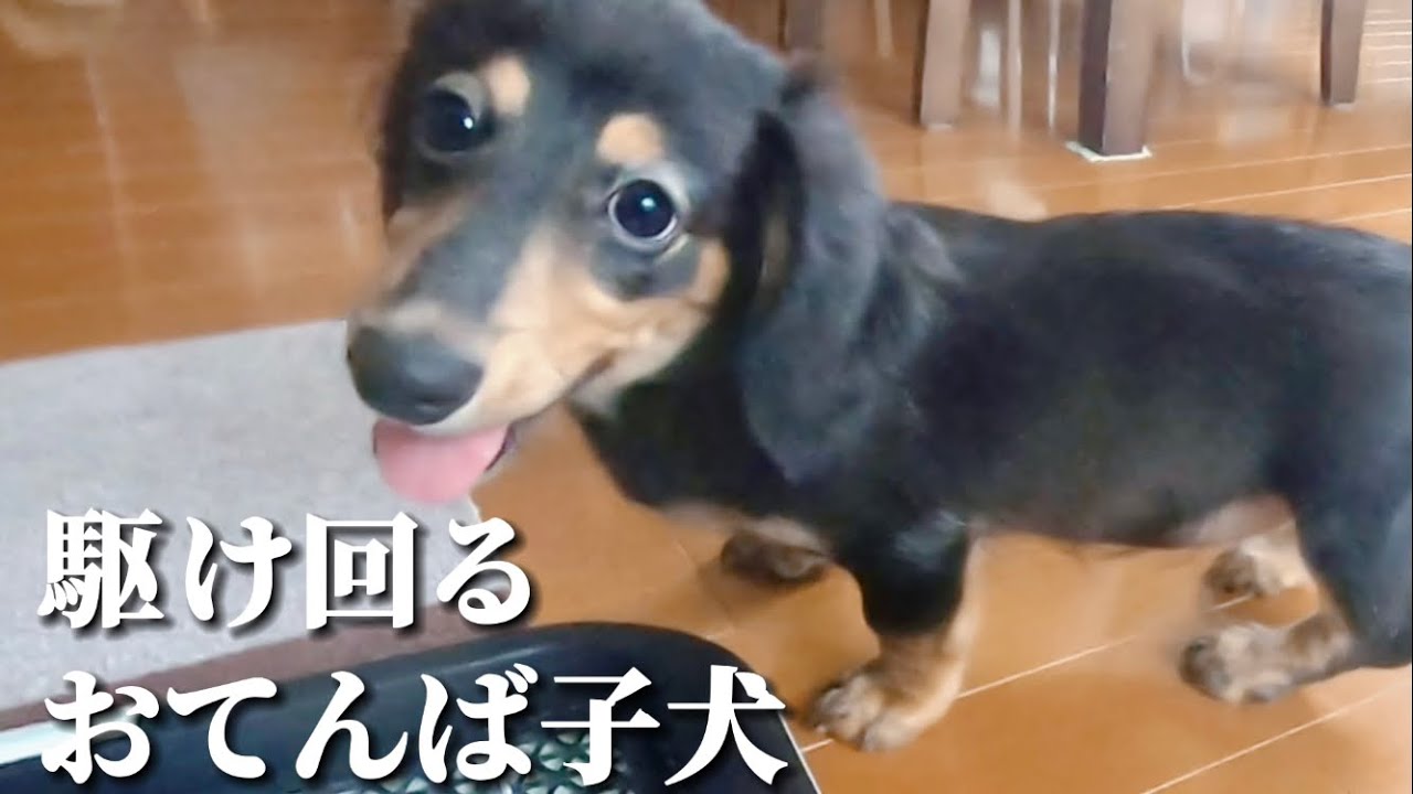 生後4か月の子犬がおてんばになりました ミニチュアダックスフンド Youtube