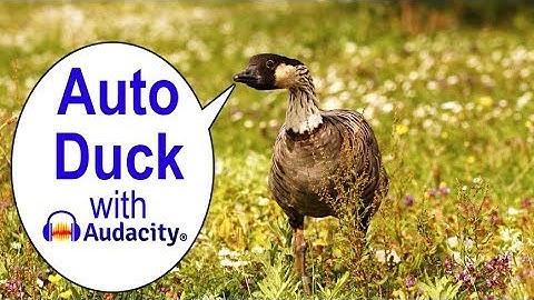 How to use Audacity Auto Duck auto levels for music and voiceover tutorial