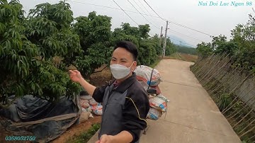 Vải Thiều Lục Ngạn Bây GIờ Bón Gì I Nui Doi Luc Ngan 98