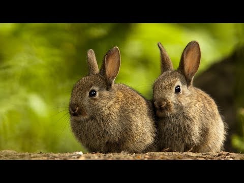 Rabbit Evolution