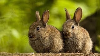 Rabbit Evolution