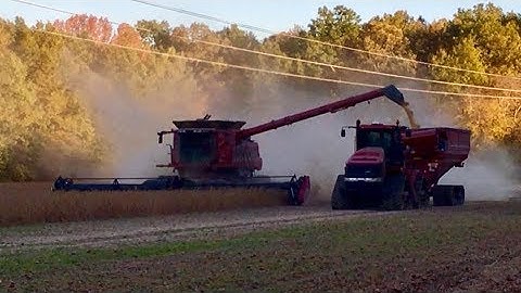 Ohio Soybean Harvest! Case Tractors And Combines! Harvesting Soybeans!