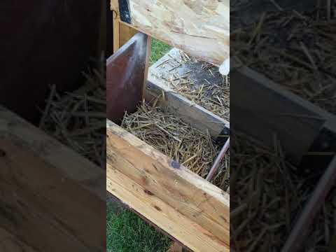 Vidéo: Comment faire des nids pour les poules pondeuses de vos propres mains