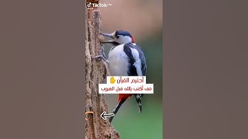 احترم القرآن الكريم اكتب يالله 🤲 #قران الكريم