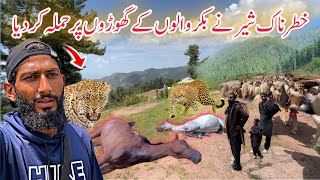 😨 Crossing Attacking Leopard Jungle | Travelling With Bakarwal Shepherds in Kashmir Episode 21