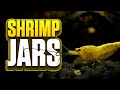 3 Month Walstad Method Shrimp Jar Update (1 Gallon Shrimp Tank For Yellow Cherry Shrimp/Neocaridina)