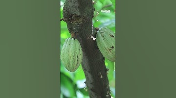 How Chocolate is Made