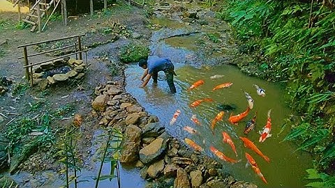 survival in the wild, 24h build a fish pond in the middle of the stream, build a new life