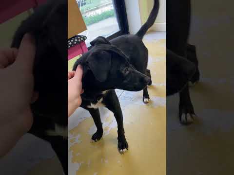 Video: Adoptable Hund der Woche - Camry