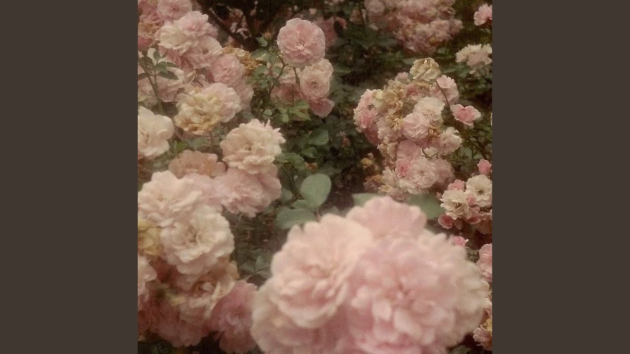 Watch roses on YouTube Watch roses on YouTube