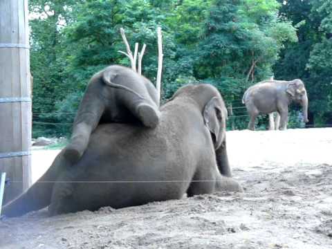 Cute baby elephant rides his mother