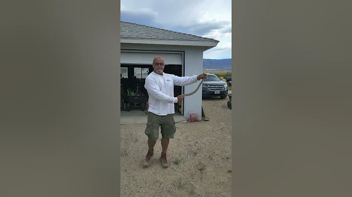 Mojave Green Rattlesnake
