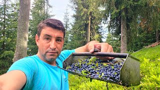 How Mountain People Harvest Wild Blueberries in the Carpathians | Preparing for Winter