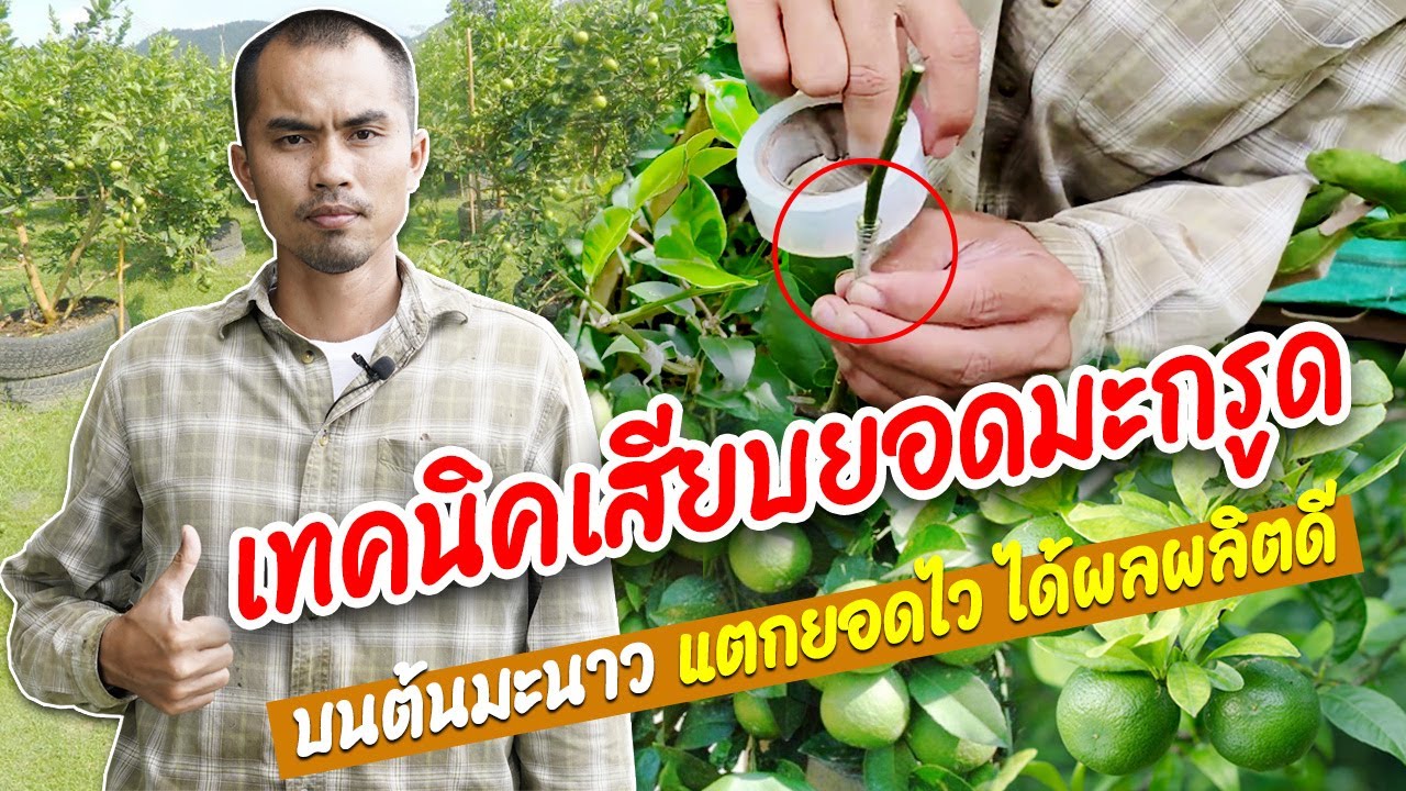 เสียบยอดมะกรูดบนต้นมะนาว