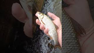Who doesn't love a Dace! #fishing #riverfishing #dace