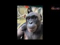 This Bonobo Just Did Something Scientists Thought Only Humans Could Do