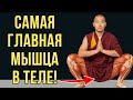 От ЭТОЙ мышцы зависит ВСЁ! Тибетский секрет, который скрывали 1000 лет