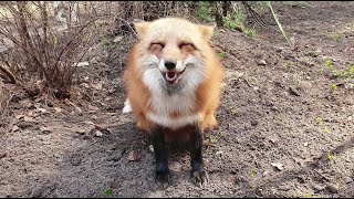 Alice the fox. The fox says that first she needs food, and then she can be petted.