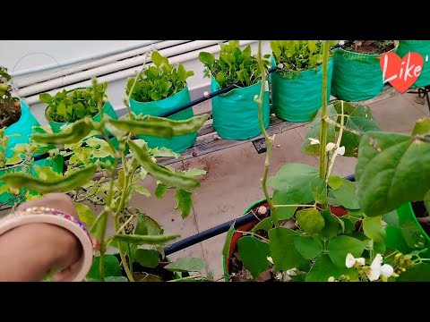 घर की छत पर सब्जी कैसे उगाए सीखे छत पर सब्जियां उगाने की विधि Ghar ki chhat ke upar sabji #video