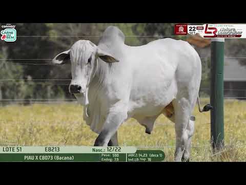LOTE 51   LBMN E8213