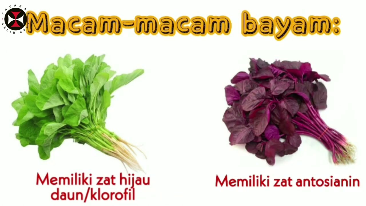 Video Pembelajaran Tema : Tanaman (Sayur Bayam )