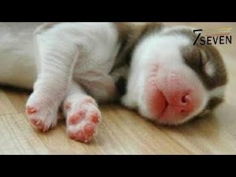 哈士奇的一生，从超萌正太到猥琐大叔的蜕变