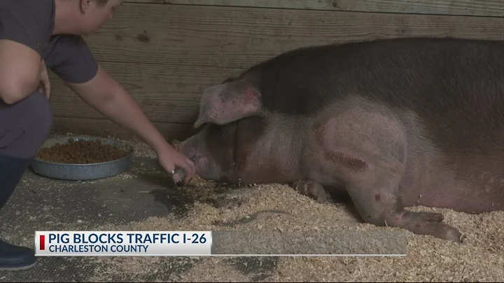 Pig treated for road rash after falling out of truck during morning commute