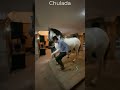 Videos de caballos bailadores