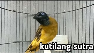 Kutilang sutra