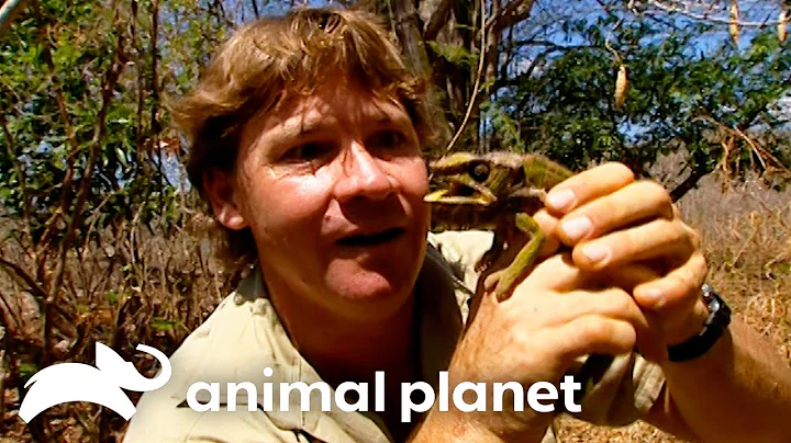 Steve Meets Feisty Reptiles In Madagascar | The Crocodile Hunter | Animal Planet