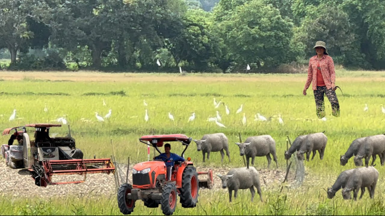 Vẻ đẹp Đồng quê nam bộ rất thanh bình