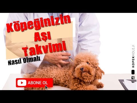 Video: Yeni Köpeğiniz: Köpek Enterik Coronavirus Hakkında Bilmeniz Gerekenler