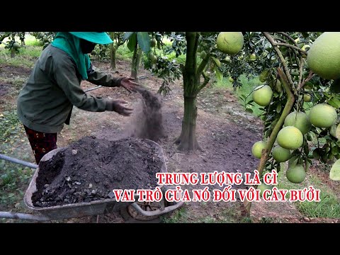 Video: Cherry Malyshka: Mô Tả Và đặc điểm Của Giống, ưu Nhược điểm, đặc điểm Trồng Và Chăm Sóc + ảnh Và đánh Giá