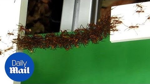 Fascinating insight into algorithms army ants use to build bridges - Daily Mail