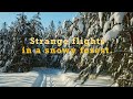 Strange flights in the winter forest.