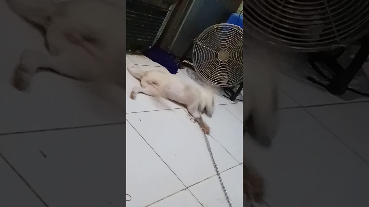 Anak Anjing Kampung 2 Bulan Youtube