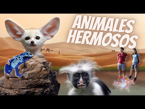 ANIMALES HERMOSOS