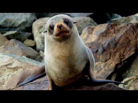 Video: Unde trăiesc foca?