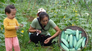 Harvest Cucumbers Goes To Market Sell  Participate In Summer Festivals  Lý Phúc An